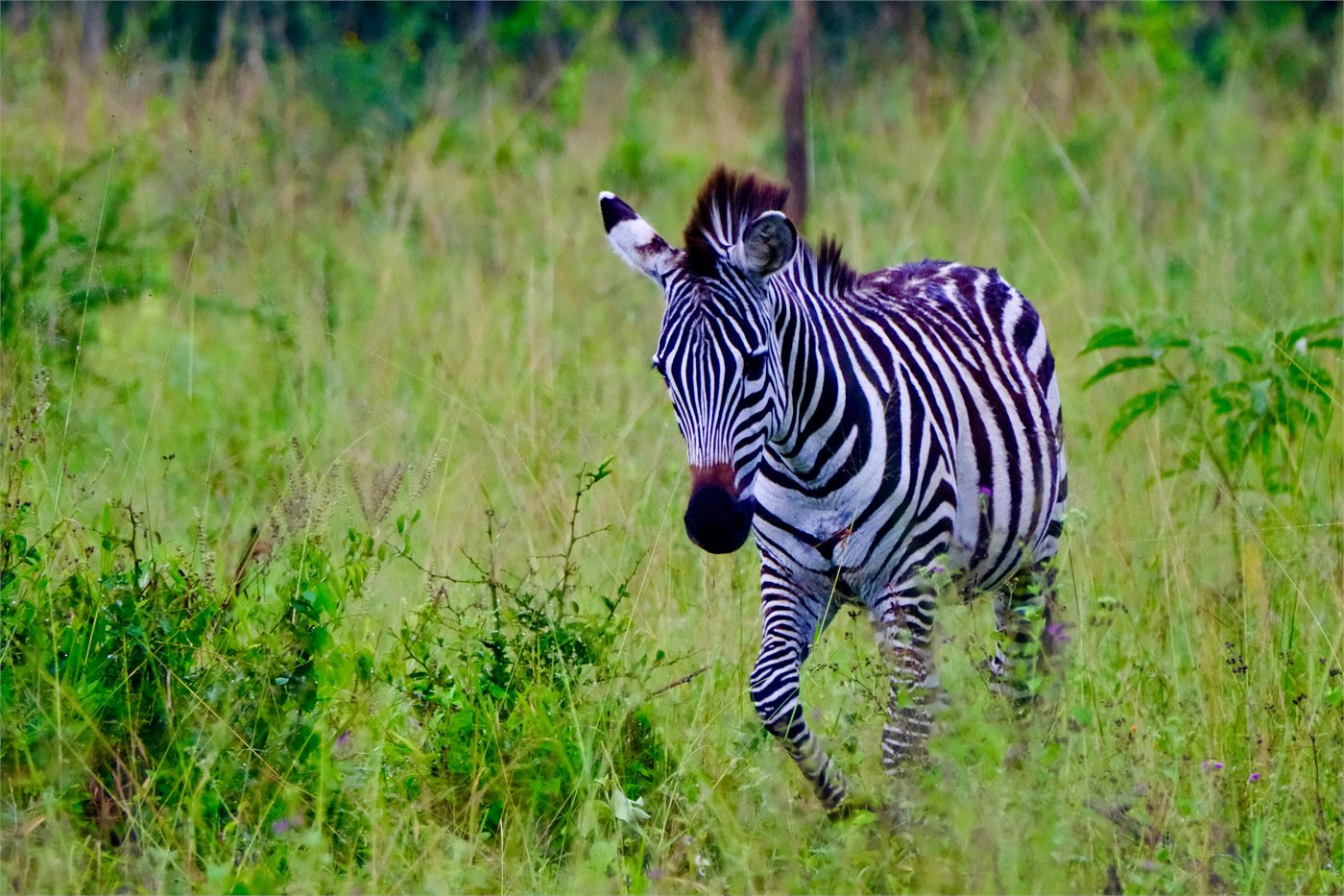 Zebras grazing near a romantic lodge in Lake Mburo National Park, Uganda
