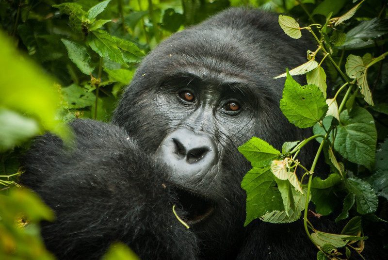 Travelers observing mountain gorillas during a Bwindi trekking safari in Uganda