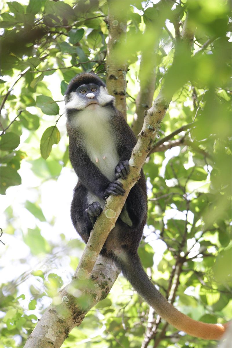 Savannah scenery in the Ishasha sector of Queen Elizabeth National Park