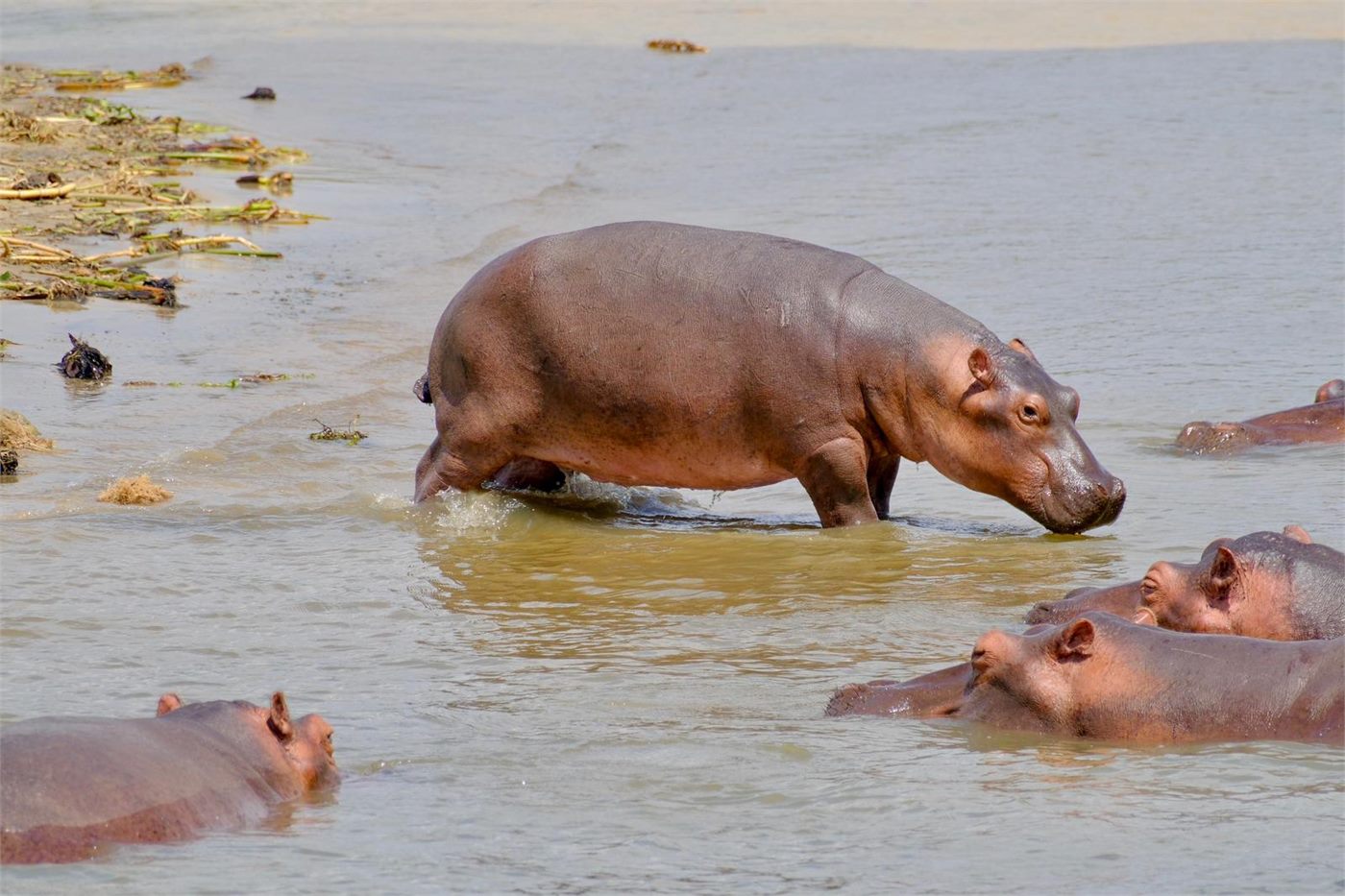 Boat safari on the Kazinga Channel during a luxury Uganda safari