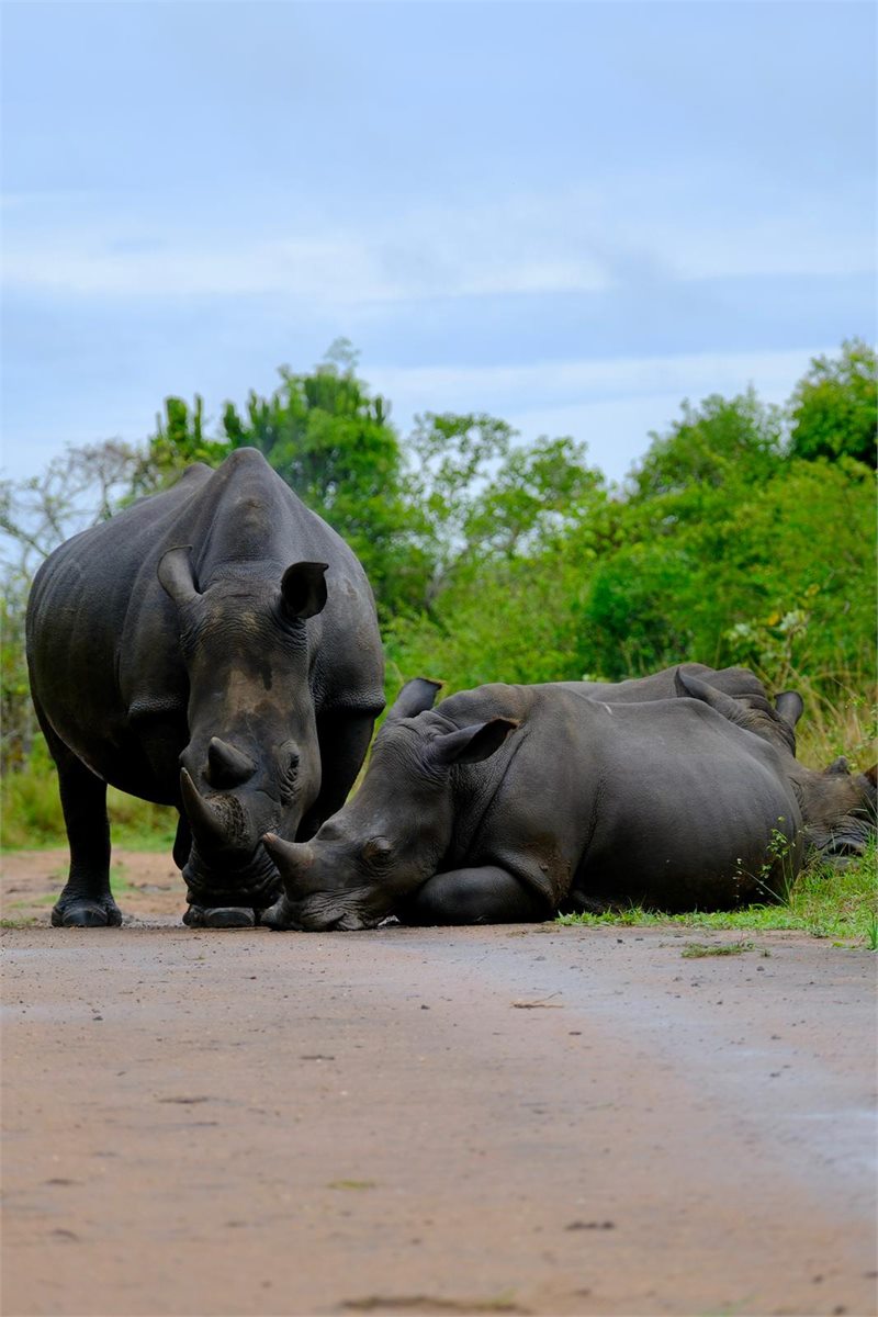 Rhino tracking at Ziwa Rhino Sanctuary on the way back to Entebbe